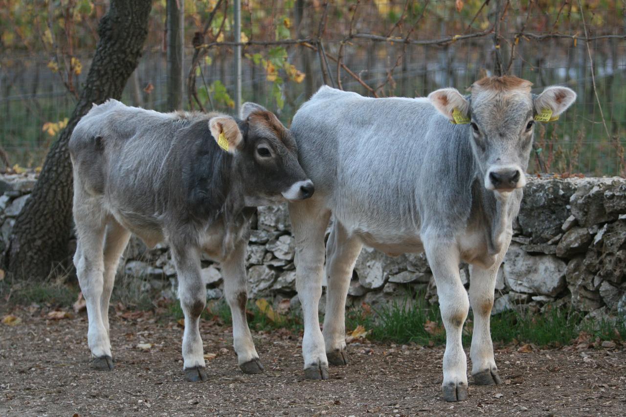 Agriturismo Amicizia กัสซาโน เดลเล มูร์เจ ภายนอก รูปภาพ